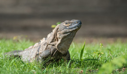 Fototapeta premium Sleepy Large Black Iguana (Ctenosaura similis) sunning himself in a grassy field.