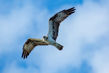 Osprey