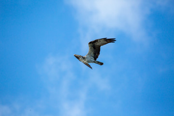 osprey in flight