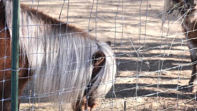 Clip of adorable Shetland ponies eating some straw hay off the ground. Shot in 4k 60fps and slowed down to 30fps.