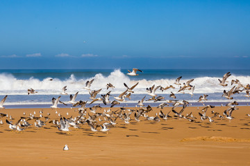 Waves of surf stormy Atlantic near Safi