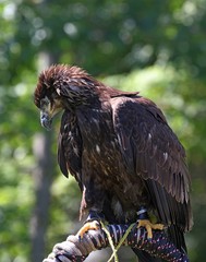 Juvenile Bald Eagle