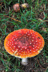 Funghi nella valle del Cocora, Colombia