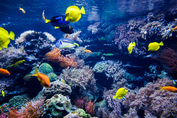 Fototapeta na wymiar beautiful underwater world