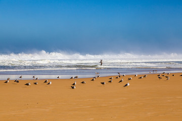 Fototapeta na wymiar Waves of surf stormy Atlantic near Safi