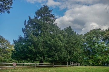 Croton-On-Hudson, NY, USA: The historic Croton Yews, English Yews (taxus baccata) planted in the 1800s, are on the state’s Historic Tree Register. © Linda Harms