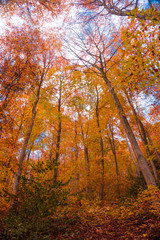 beautiful autumn. Golden autumn scene