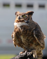 Great Horned Owl