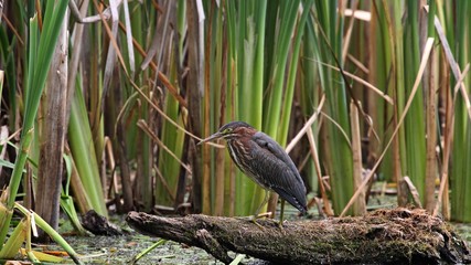 Green Heron