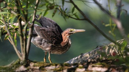 Green Heron