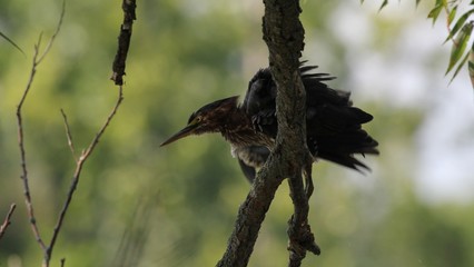 Green Heron