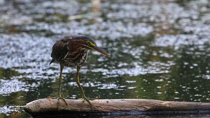 Green Heron