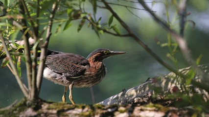 Green Heron