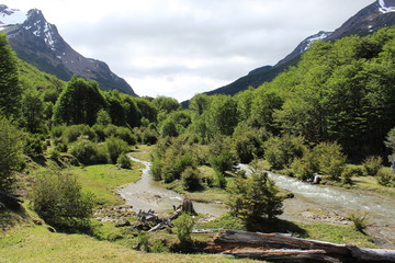 Panoramic  view  of  the  forest