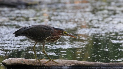 Green Heron