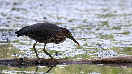 Green Heron