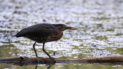 Green Heron