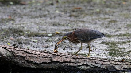 Green Heron