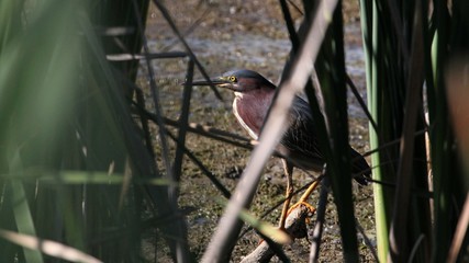 Green Heron