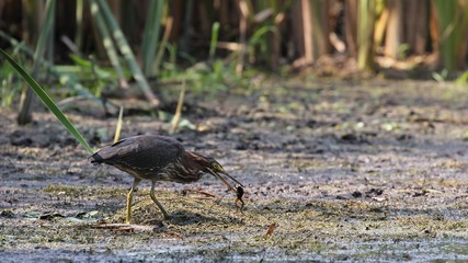 Green Heron