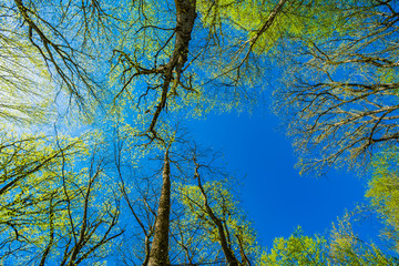 Bottom view of tall old trees in  forest. Blue sky in background