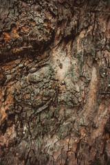 texture of the bark