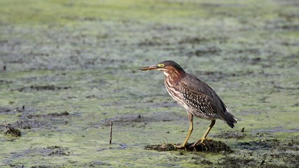 Green Heron