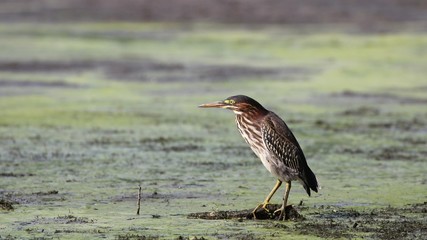 Green Heron