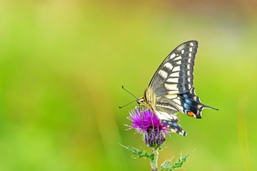 アザミの花の蜜を吸うキアゲハ
