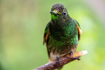 Splendidi Colibrì nella Valle del Cocora, Colombia