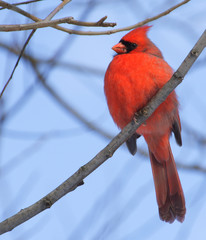 Male northern cardinal