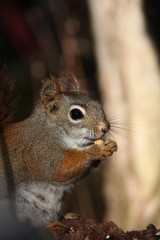 Red Squirrel