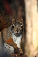 Red Squirrel