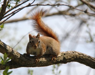 Red Squirrel