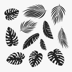 Fototapeta na wymiar Palm leaves silhouette