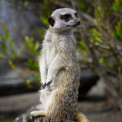 Meerkat 