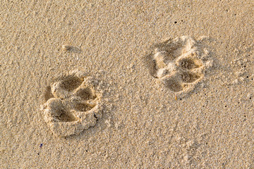 The chain of a dog tracks on a surface of the wet sea sand, close up