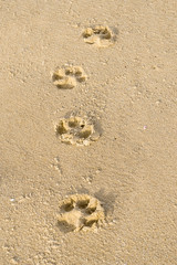 The chain of a dog tracks on a surface of the wet sea sand, close up