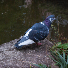 A Pigeon in Japanese Garden