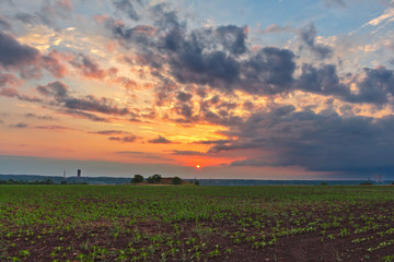 A colorful cloudy sunset. Beans landscape on sunset background. Beans harvest.