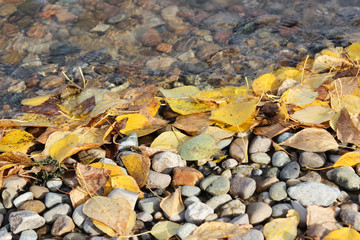 Yellow leaves in water.
