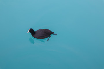 coot on amazing water 
