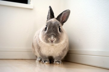ペットのうさぎ