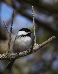 Black-capped Chickadee