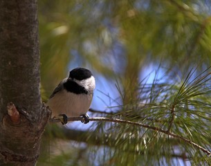 Fototapeta premium Black-capped Chickadee