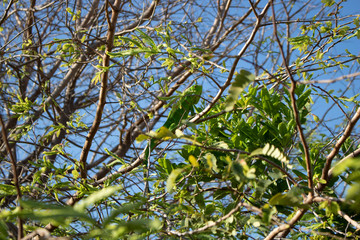 Green leaves and chameleon and blue sky
