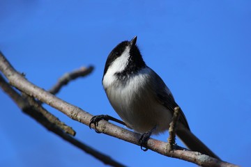 Black-capped Chickadee