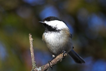 Black-capped Chickadee