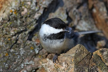 Black-capped Chickadee
