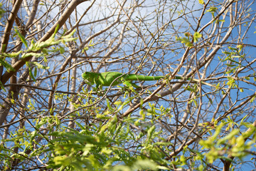 green leaves and blue sky